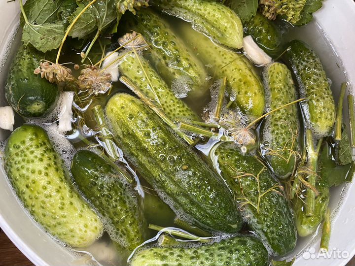 Малосольные огурцы