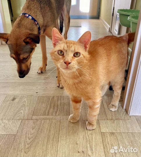 Кот ищет дом