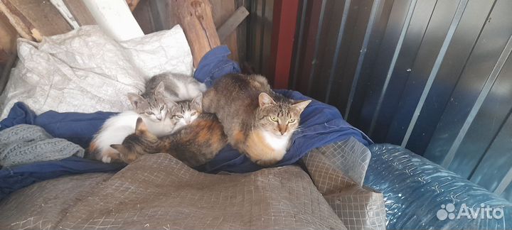 Кошки и котята