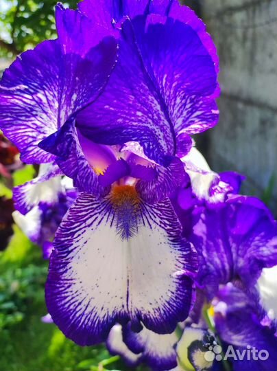 Ирисы бородатые сортовые