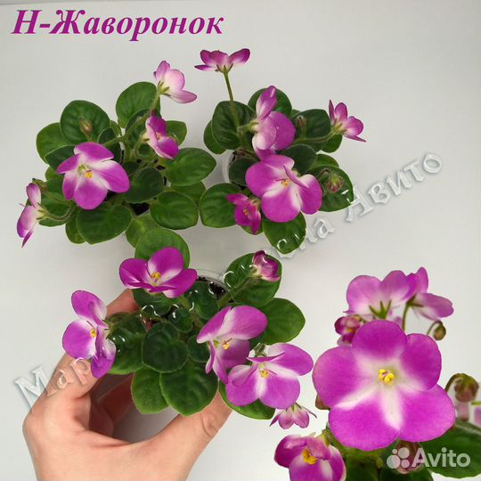Фиалки цветущие сортовые мини