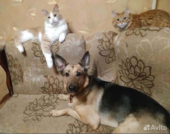 Собака Рона в дар