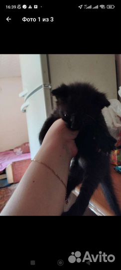 Котята в добрые руки бесплатно