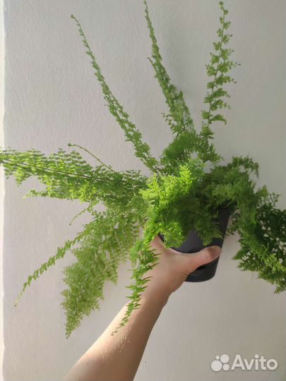 Папоротник мариса + Urban jungle