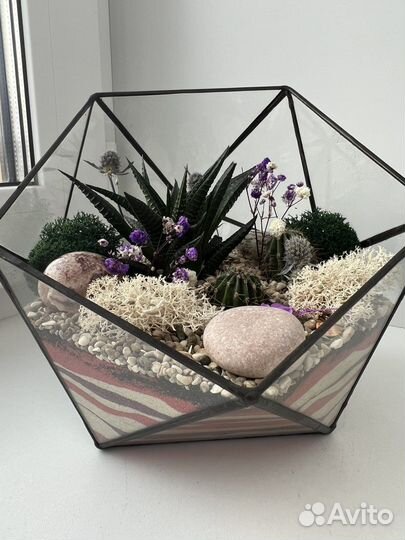 Флорариум цветы суккуленты
