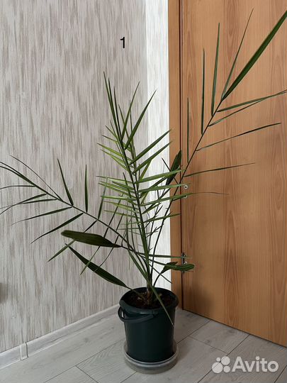 Финиковая пальма