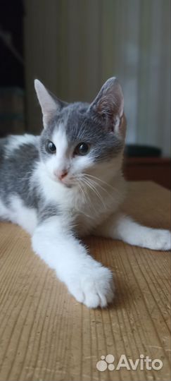 Котята турецкой ангоры