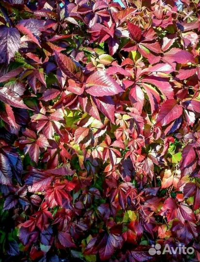 Виноград девичий укорененный декоративный