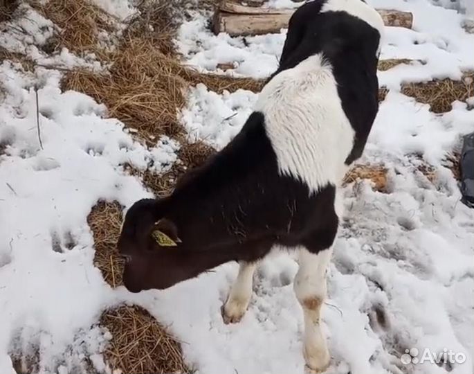 Породистые бычки и телочки