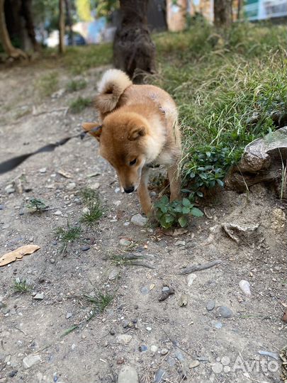 Сиба ину кабель для связки, чемпион