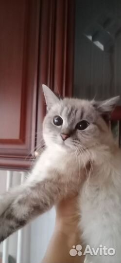 Шотландская