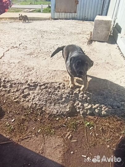 Два щенка - отдам в хорошие руки