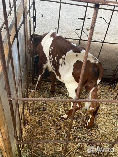 Телята мясной породы бычки