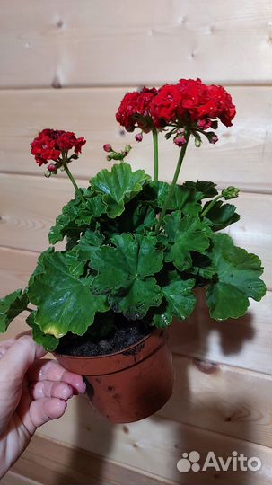 Пеларгония розебудная