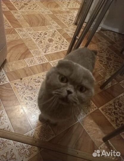 Кошечка в добрые руки