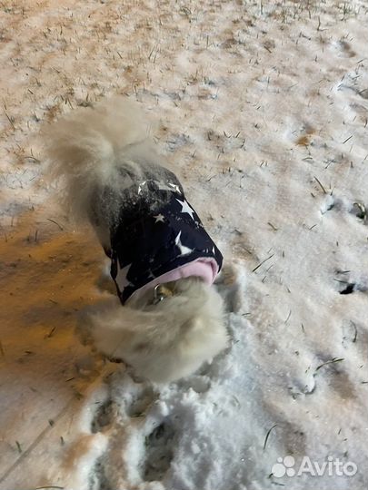 Комбинезон для собаки