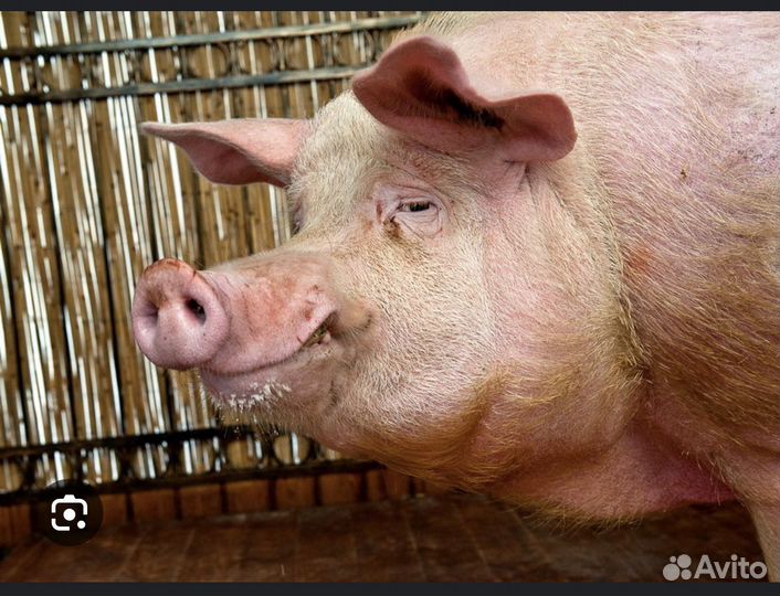 Продам хряка на мясо 30000