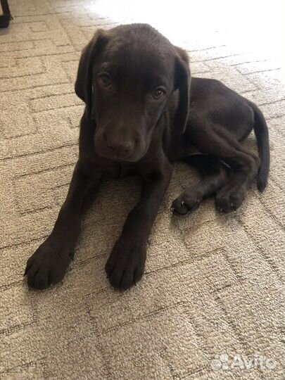 Шоколадный лабрадор