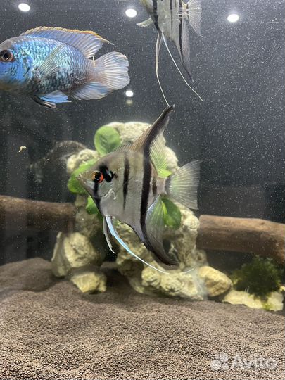 Рыбки скалярии