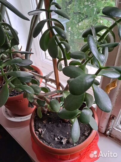 Крассула толстянка денежное дерево