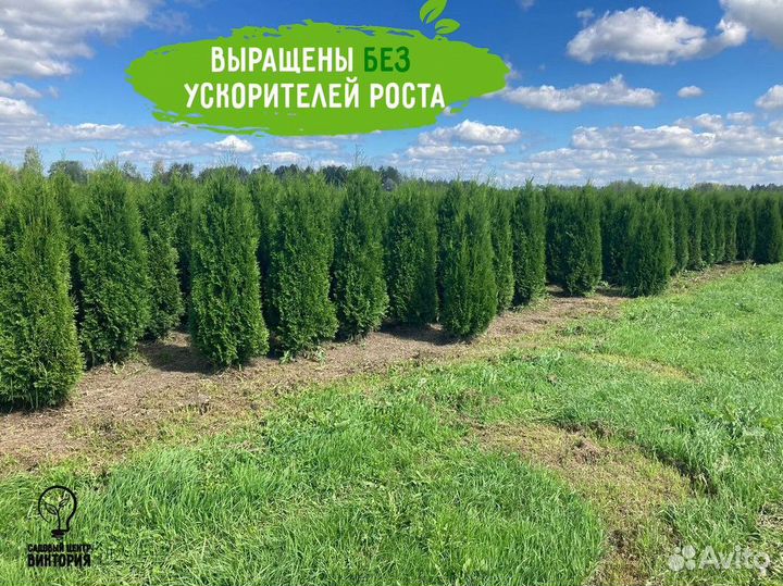 Саженцы Туя Смарагд 180-200 см из питомника