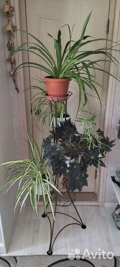 Хлорофитум, филодендрон 