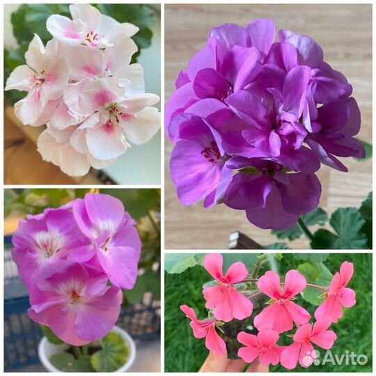 Укорененные черенки сортовой герани(пеларгонии)