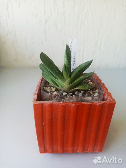 Суккуленты