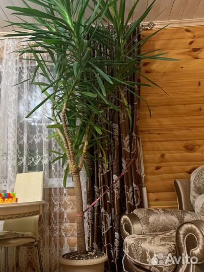 Комнатный цветок