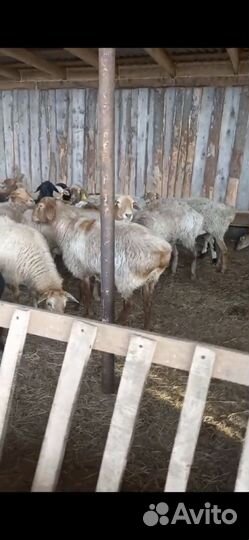 Овцы, Бараны, овцематки, ярки, баранина