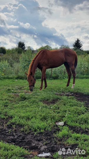 Лошадь жеребец