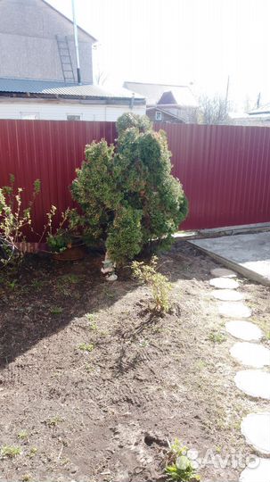 Саженцы туи