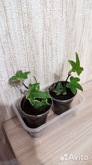 Хедера пестролистная детки, плющ