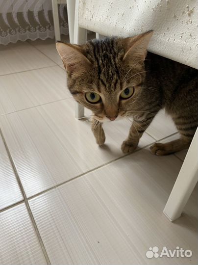 Кошка сибирская