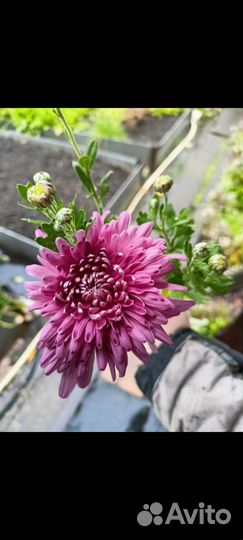 Хризантемы рассада