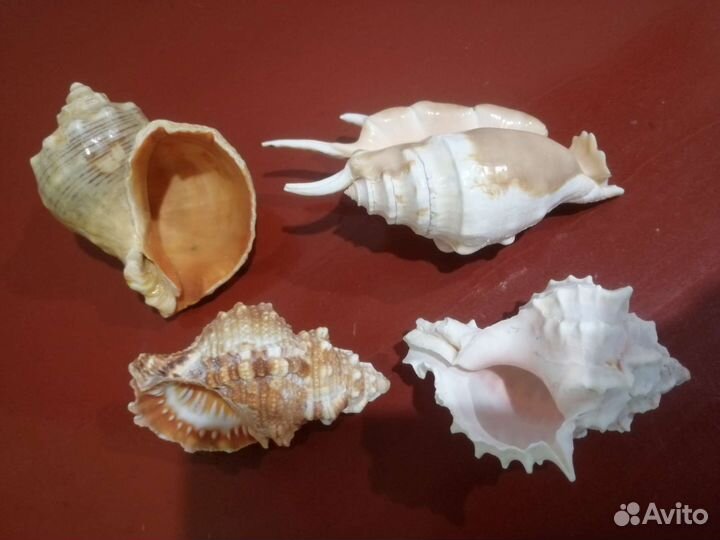 Жестяные банки (коробки), ракушки