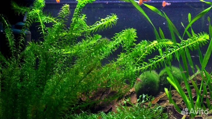 Аквариумные растения. Элодея, роголистник и тд