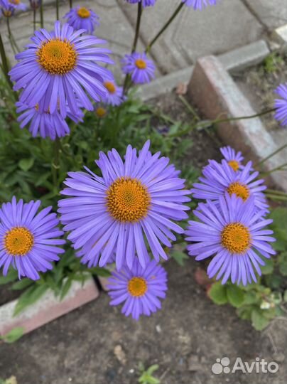 Астра альпийская