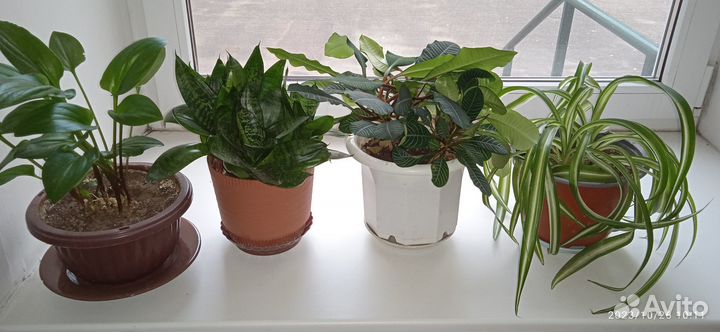 Отдам цветы без горшков