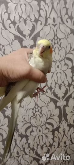 Птенцы корелла