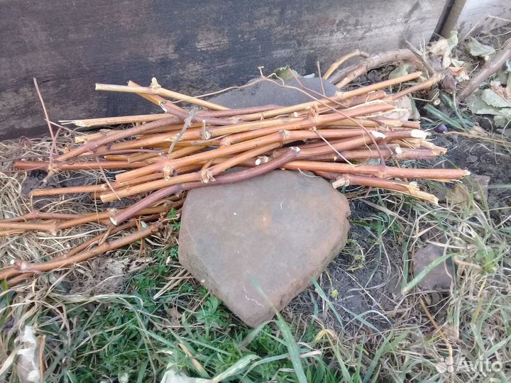 Продам саженец винограда