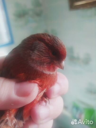 Продам кенаров