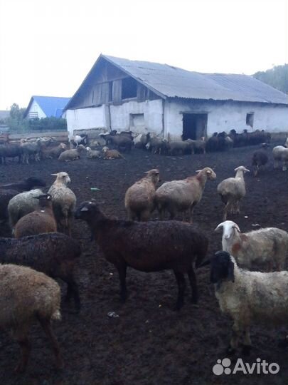 Овцы и бараны