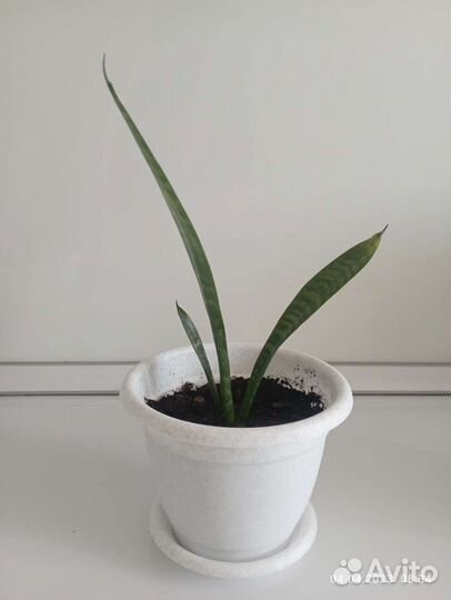 Сансевиерия