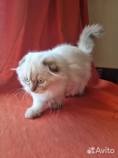 Шотландская кошка