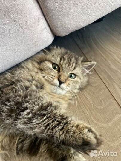 Кошка или котик