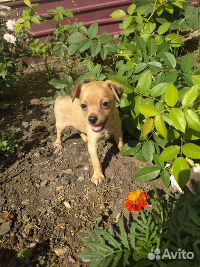 Той терьер, чихуахуа, карликовый пинчер