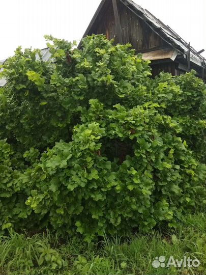 Саженцы фундука