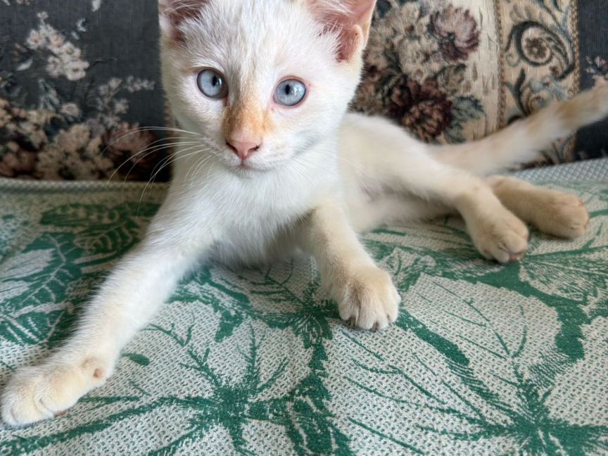 Тайский котенок с голубыми глазами