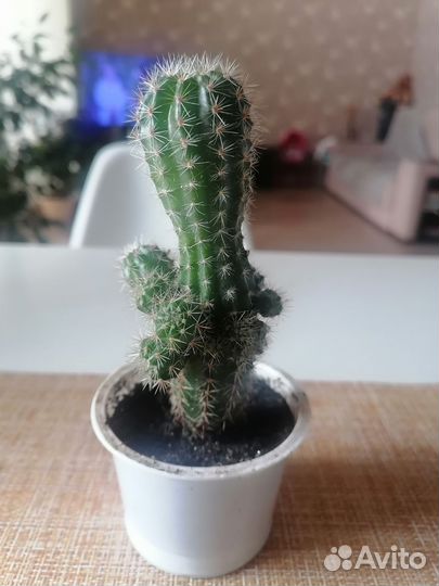 Домашние цветы